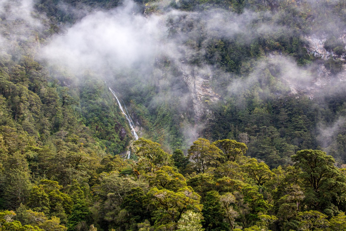 Rain Forest Waterfall